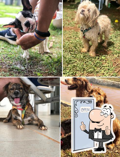 Here's a photo of DOGIN CLUB