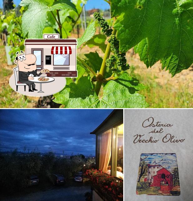 Gli esterni di Ristorante Osteria Del Vecchio Olivo