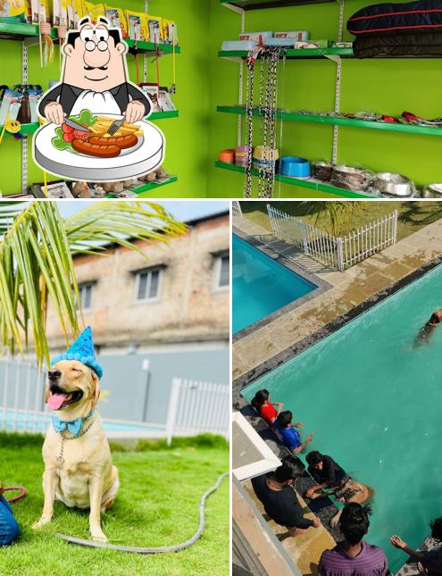 Ice cream at RC Pet Boarding & Resorts