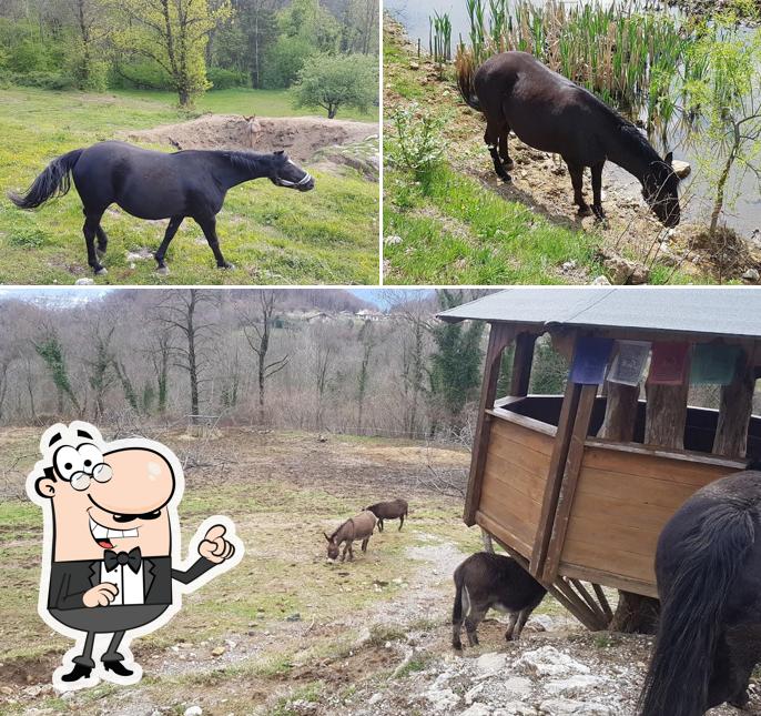 La parte esterna è una caratteristica importante di Agriturismo Al Tulin