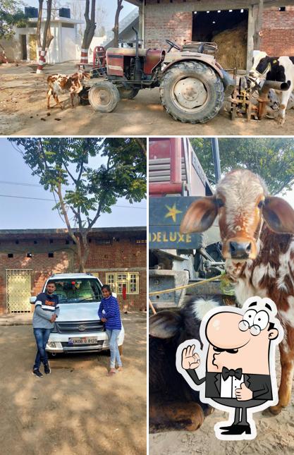 Udupi Cafe Bangalore Idli photo