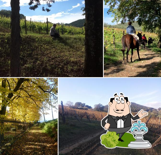 Guarda gli esterni di Cantine Zanchi