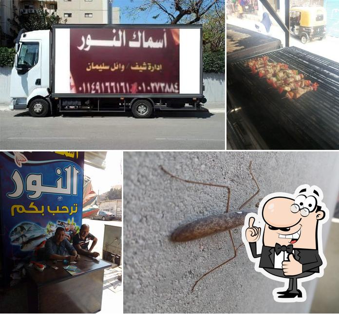 أسماك النور 2
