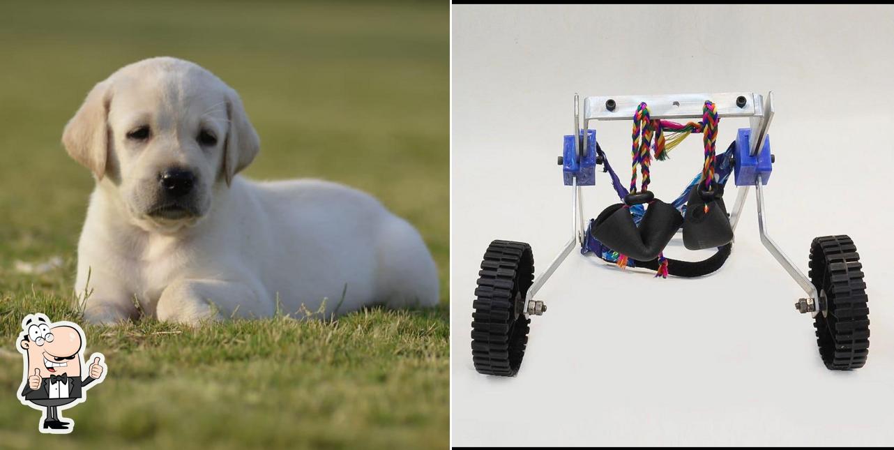 Look at this pic of Rohit's Pet Store