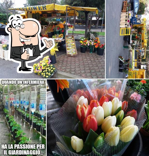 Foto di Sunflower Street via Pistoia a galatina