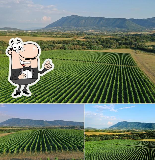 Azienda Agricola Coletti Conti