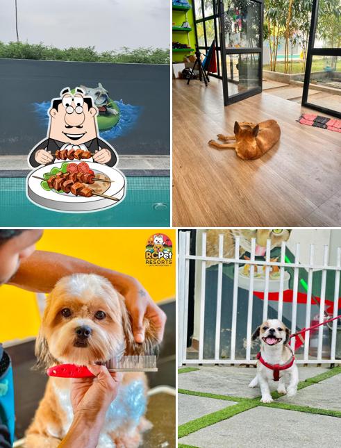 Food at RC Pet Boarding & Resorts