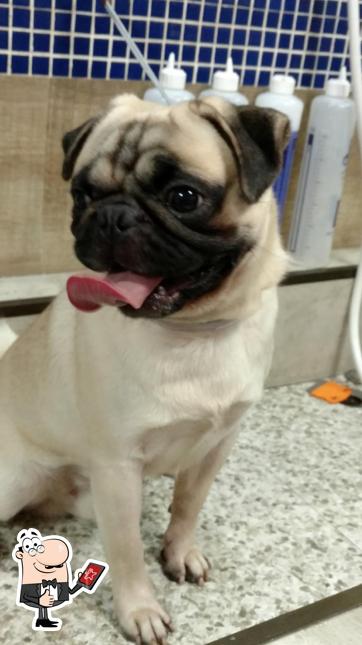 Look at this image of Ekopet Mogi
