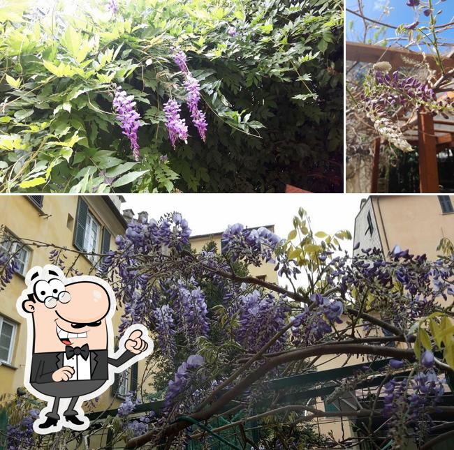 Guarda gli esterni di Ristorante Fondaco Del Vecchio Glicine