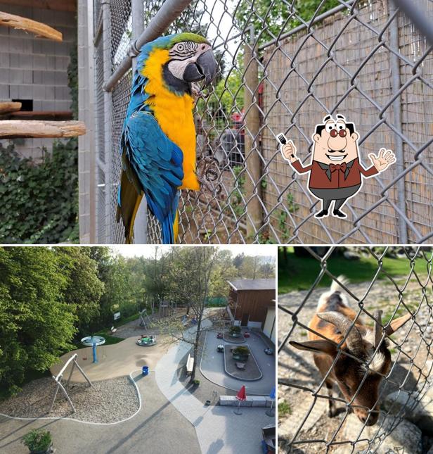 Questa è la foto che presenta la cibo e esterno di Plättli-Zoo AG