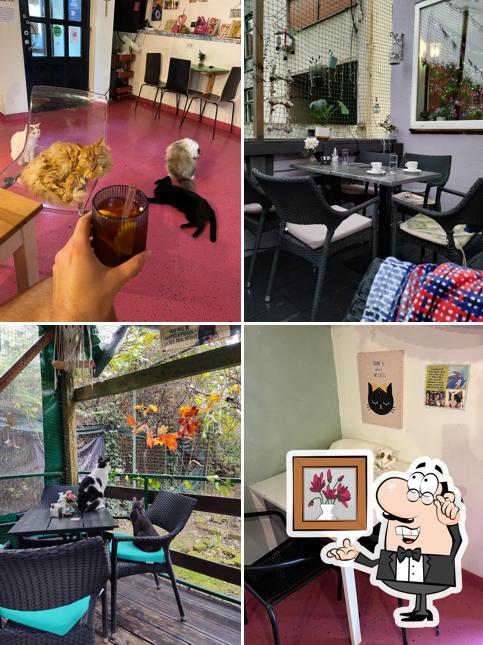 Dai un'occhiata agli interni di Cat Caffe Zagreb