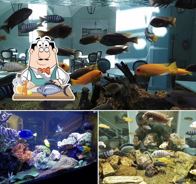 Lana Center propone un menu per gli amanti del pesce