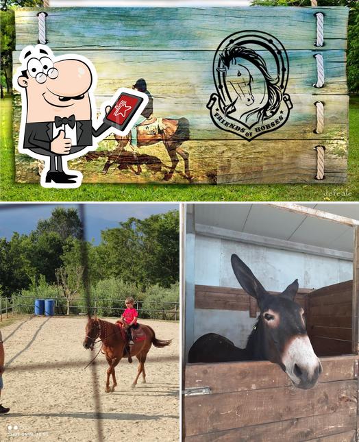 Vedi la foto di Associazione Friends of Horses