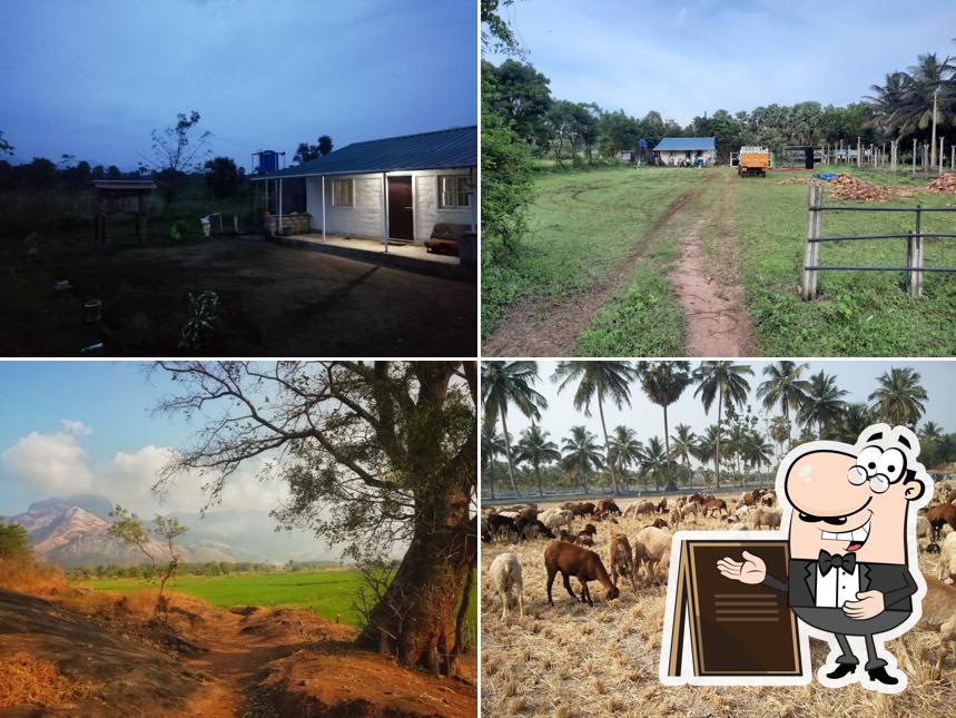 malabari mazara farm