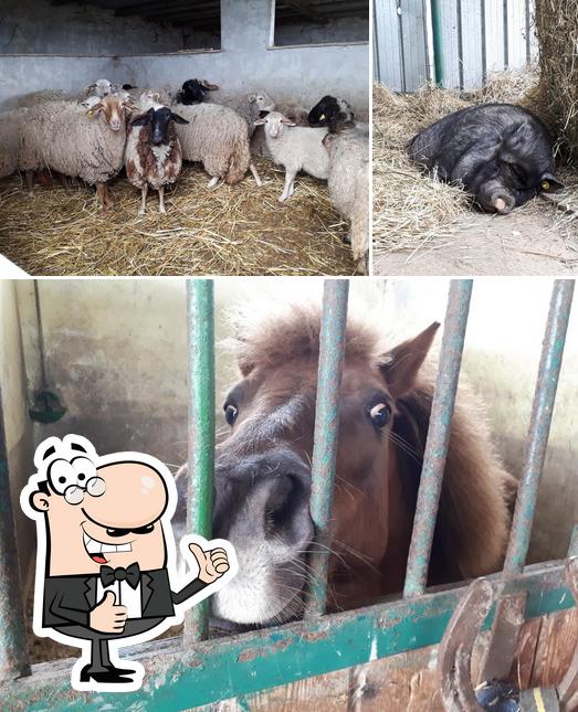 Guarda la foto di Agriturismo Tenuta Colle San Pietro - Ristorante tipico con alloggi e fattoria didattica