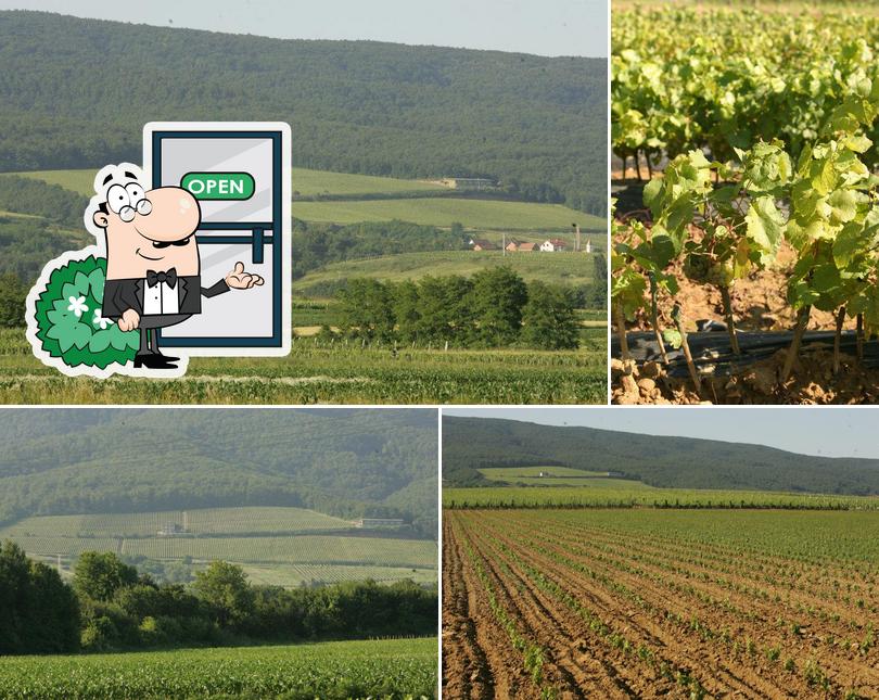 Gli esterni di ENJINGI Vinogradarstvo I Vinarstvo