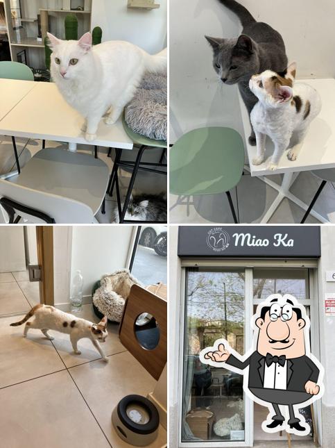 Miaoka Cat Cafè