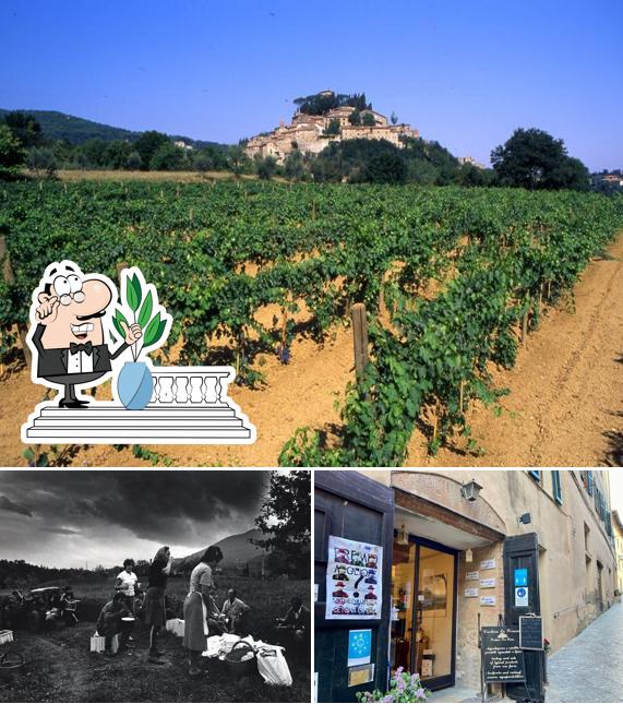 Gli esterni di Cantina La Frasca Di Pimpolari Loretana