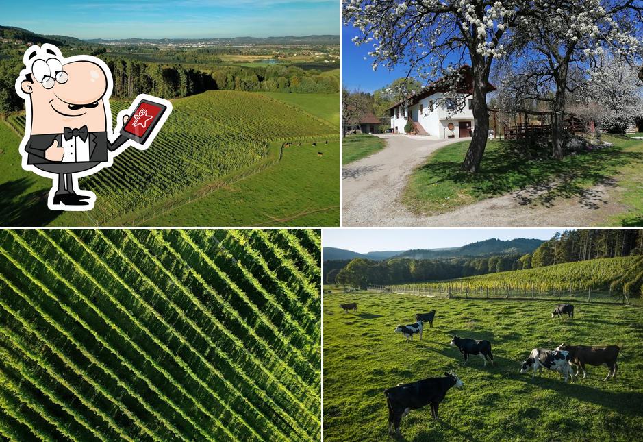 Vineyard Vrecl