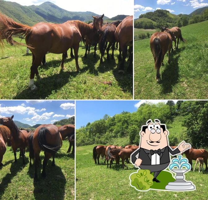 Curiosa tra gli esterni di Agriturismo Col D'Agello