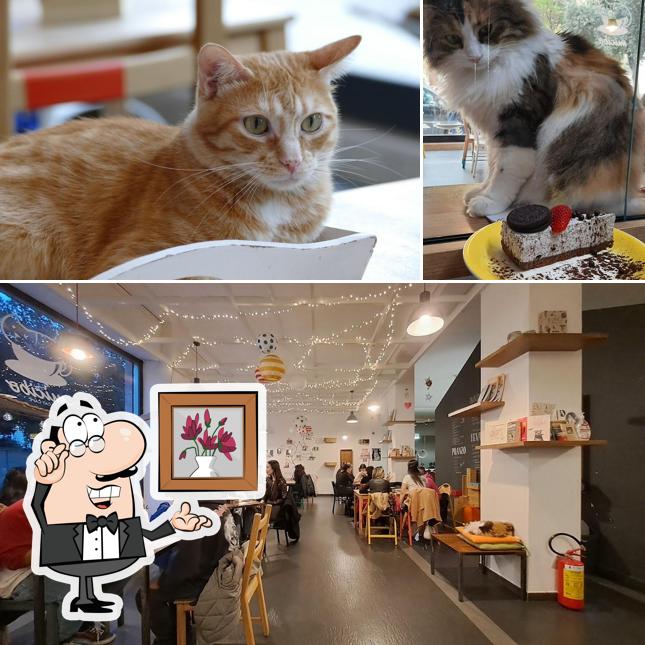 Siediti a un tavolo di Micibo Cat Cafè