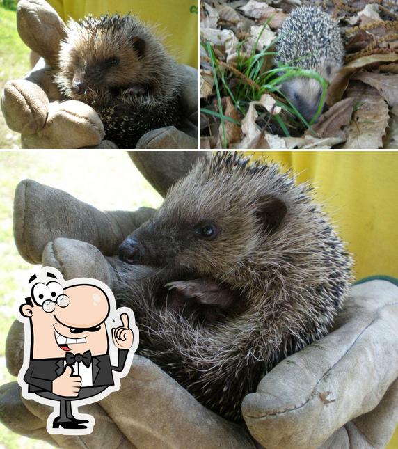 Vedi la foto di Agriturismo Casalmarzio