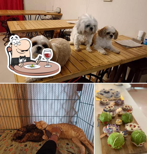 Meals at The Pet Cafe Hyderabad