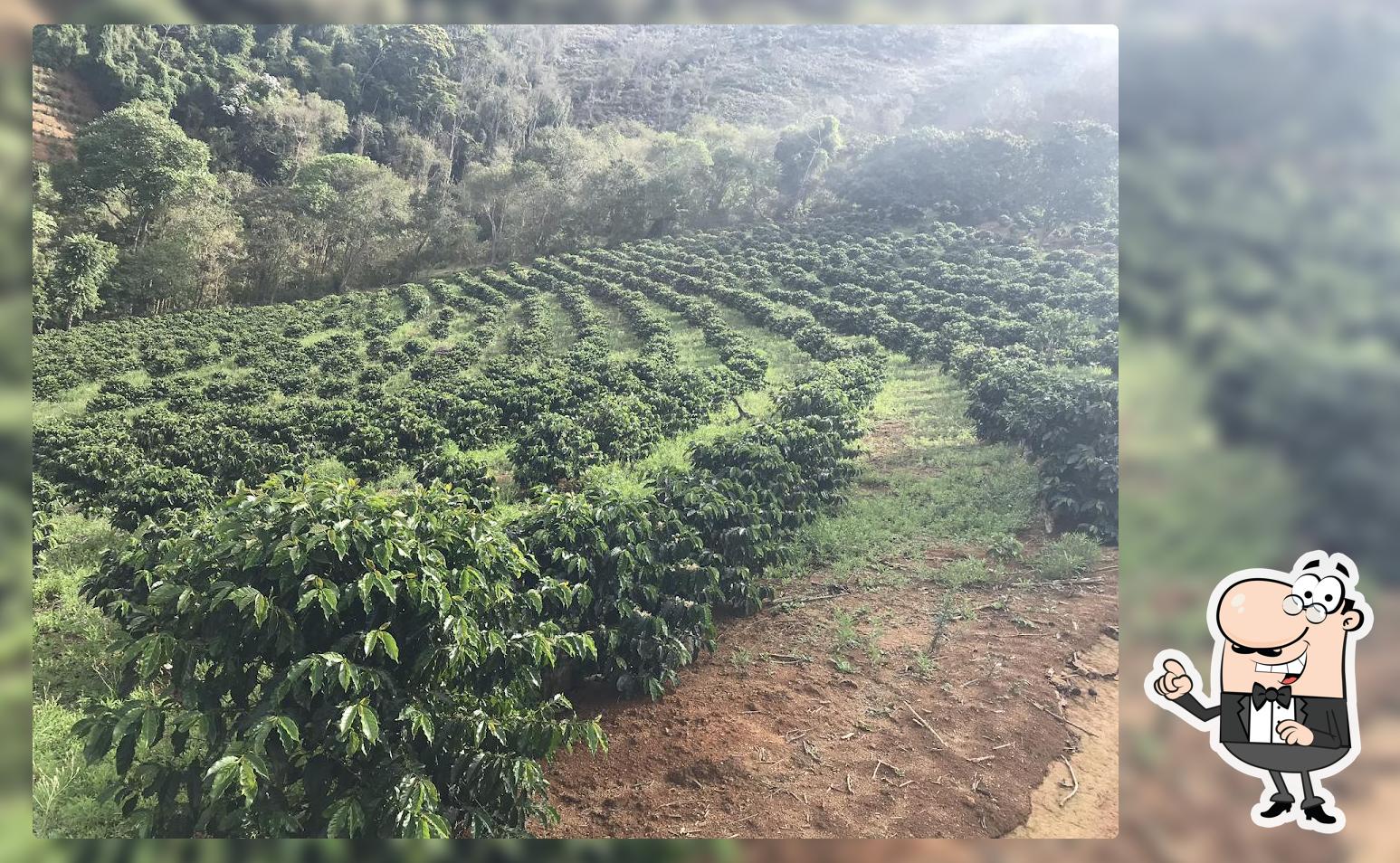 Sítio Boa Sorte (Produção de café Arábica especial)