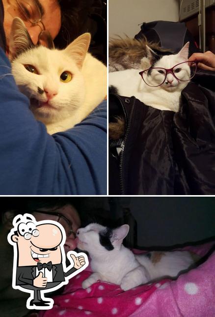 Guarda questa immagine di Il mio gatto rimorchia più di te