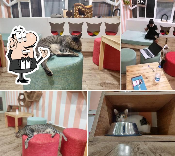 Check out how Catsville Le Café looks inside