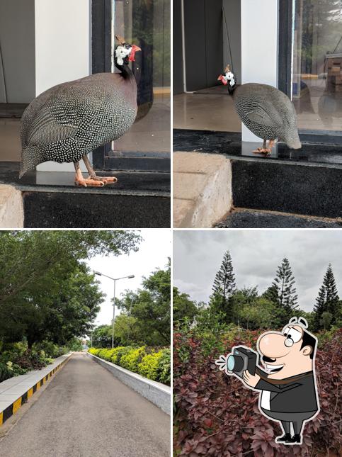 Here's a photo of Dining Hall