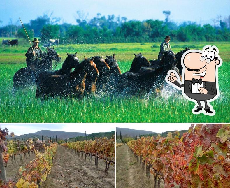 Guarda gli esterni di Agriturismo biologico la Pulledraia