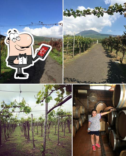 Gli esterni di Cantina del Vesuvio