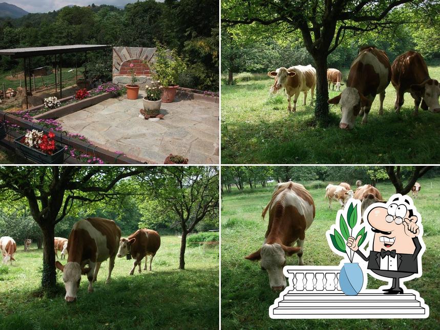 Gli esterni di Agriturismo la camelaide
