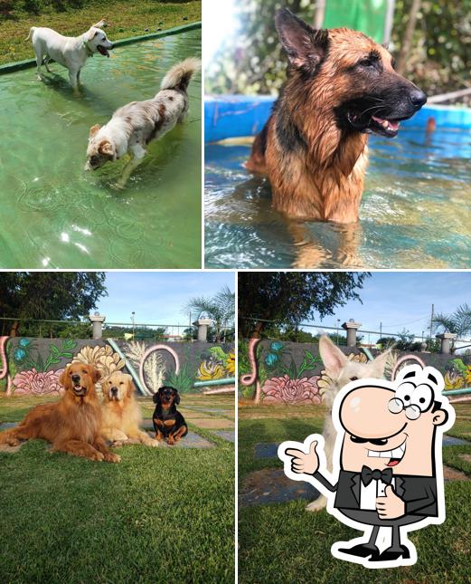 DOGIN CLUB