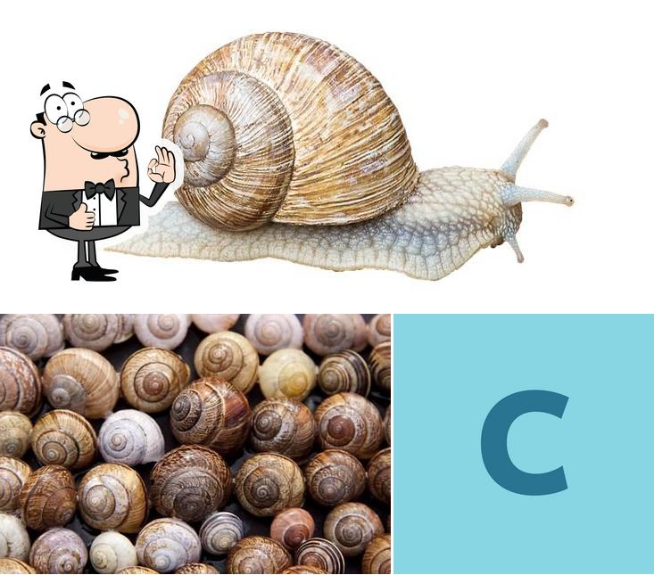 Conserverie d'Escargots LE Troupot