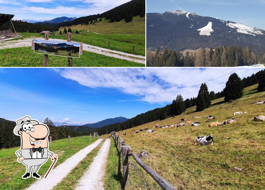 Curiosa tra gli esterni di Rifugio Malga Ortesino