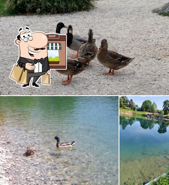 Curiosa tra gli esterni di Laghetto Del Cigno