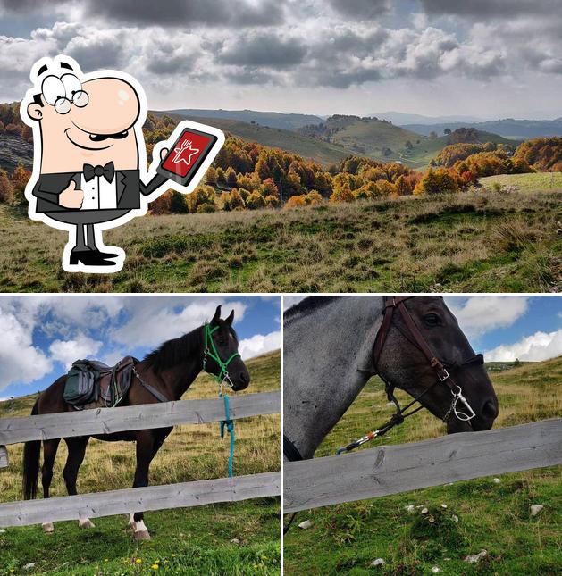 Guarda gli esterni di Malga Malera