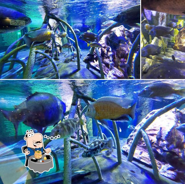 Cibo al Centro Commerciale Acquario