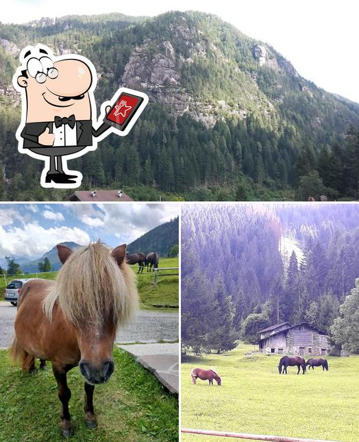 Guarda gli esterni di Maso Paradisi