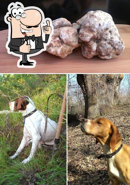 Vedi questa immagine di Tartufo Fresco