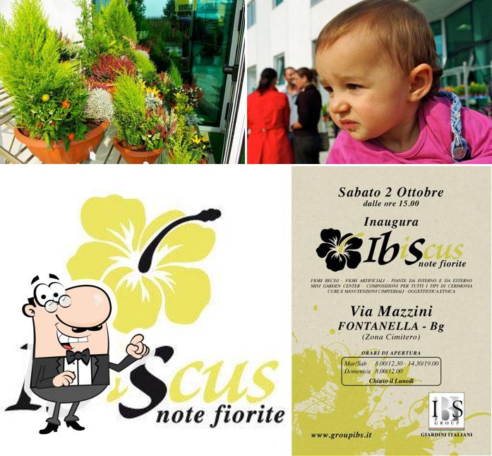 IBiScus