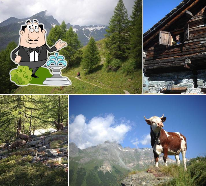Guarda gli esterni di Rifugio Guide Di Frachey