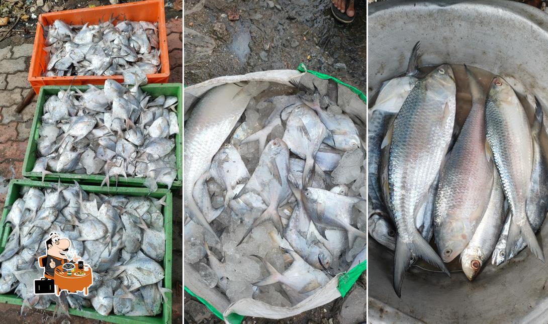 BMF Fish Nargol