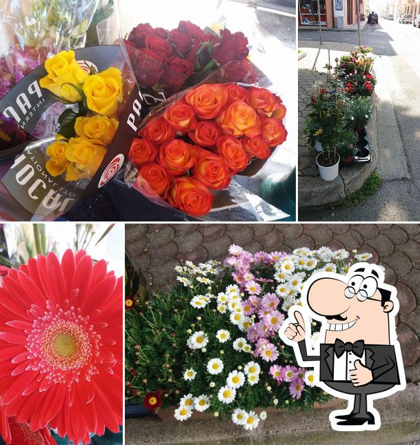 Ecco una foto di Sunflower Street via Pistoia a galatina