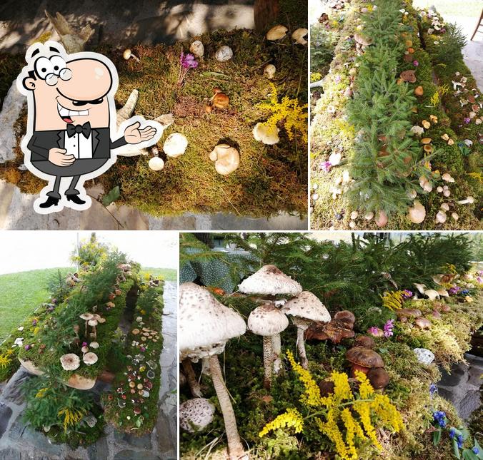 Ecco un'immagine di Agriturismo Naunâl, Priola Di Sutrio (Ud) Sùtrio