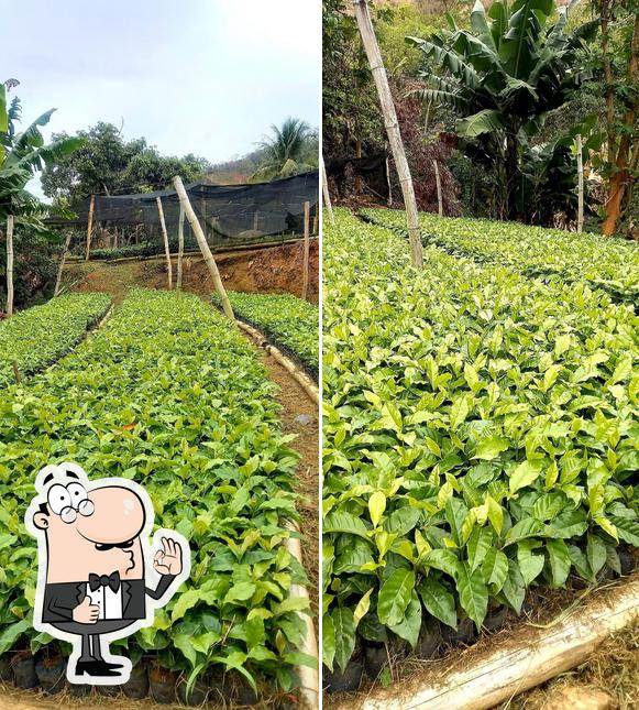 Viveiro de Mudas de Café Kapisch