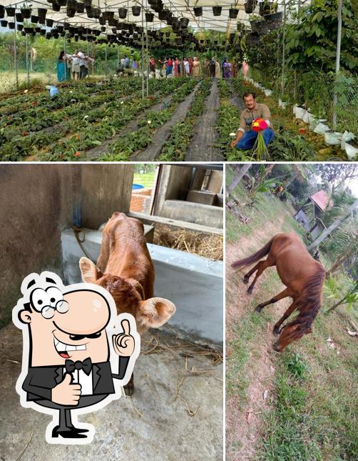 Aysha Farm - Harvest Haven Resort picture
