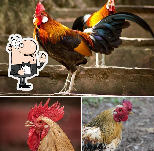 Here's an image of Mahesh Country Chicken Centre